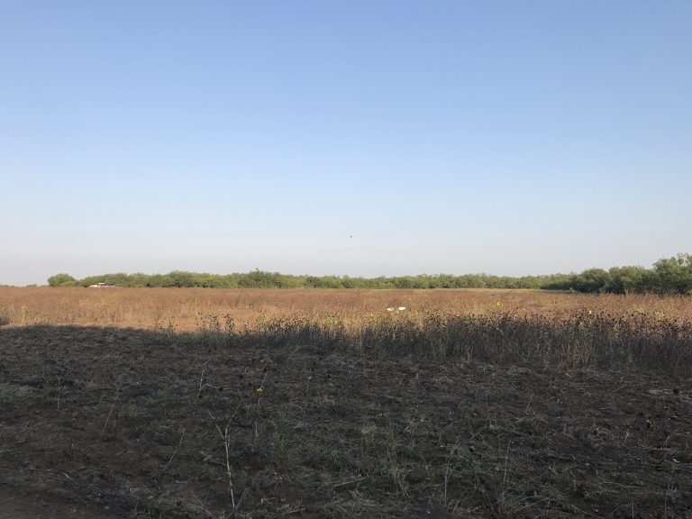 Dove Hunting Tips For The Beginner Feed Bandit Podcast