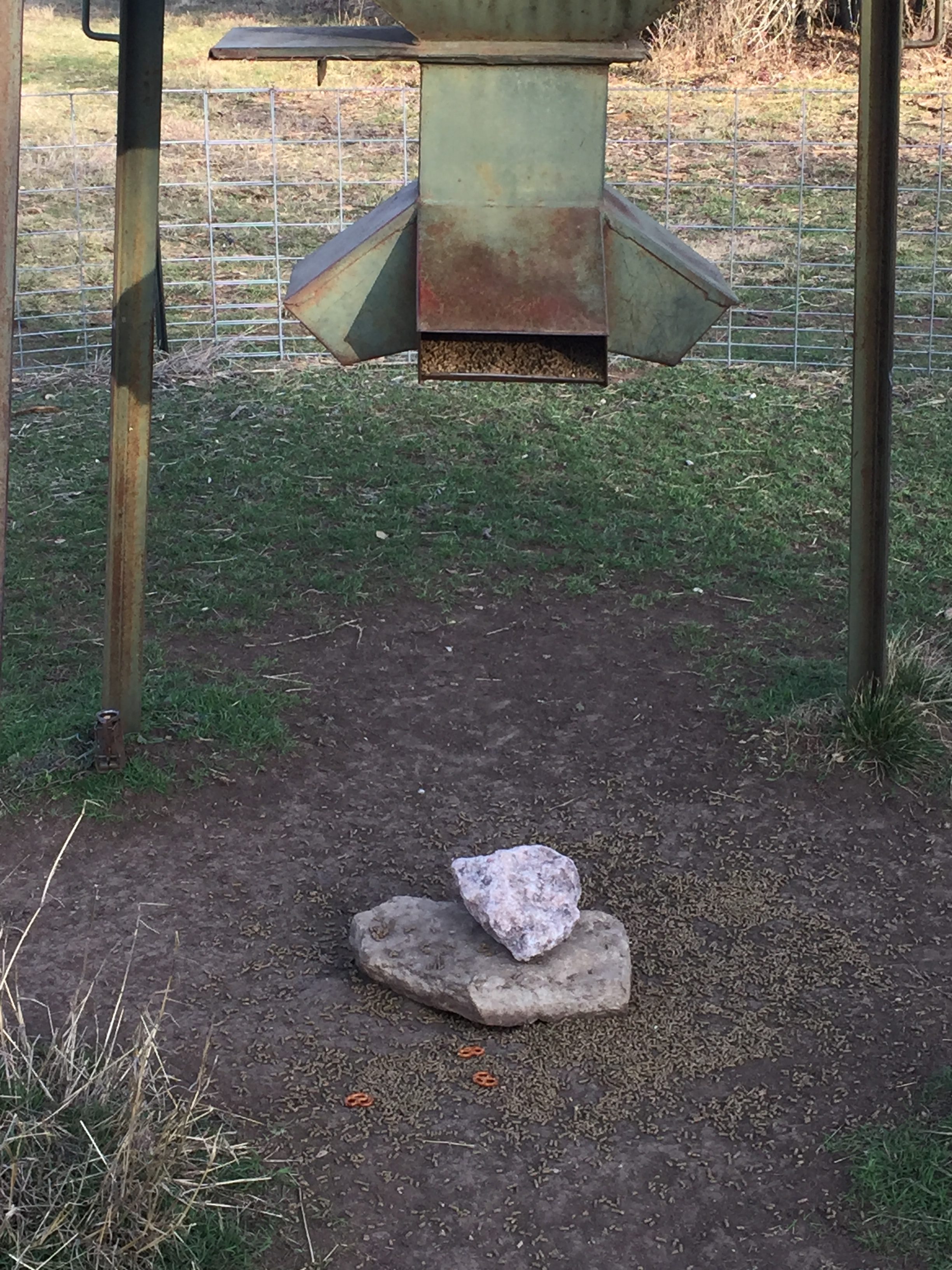 Cottonseed for Deer  Feeding Cottonseed to Whitetail Deer