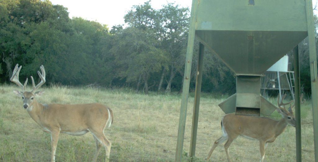 The Basics of Using Deer Feed Feed Bandit
