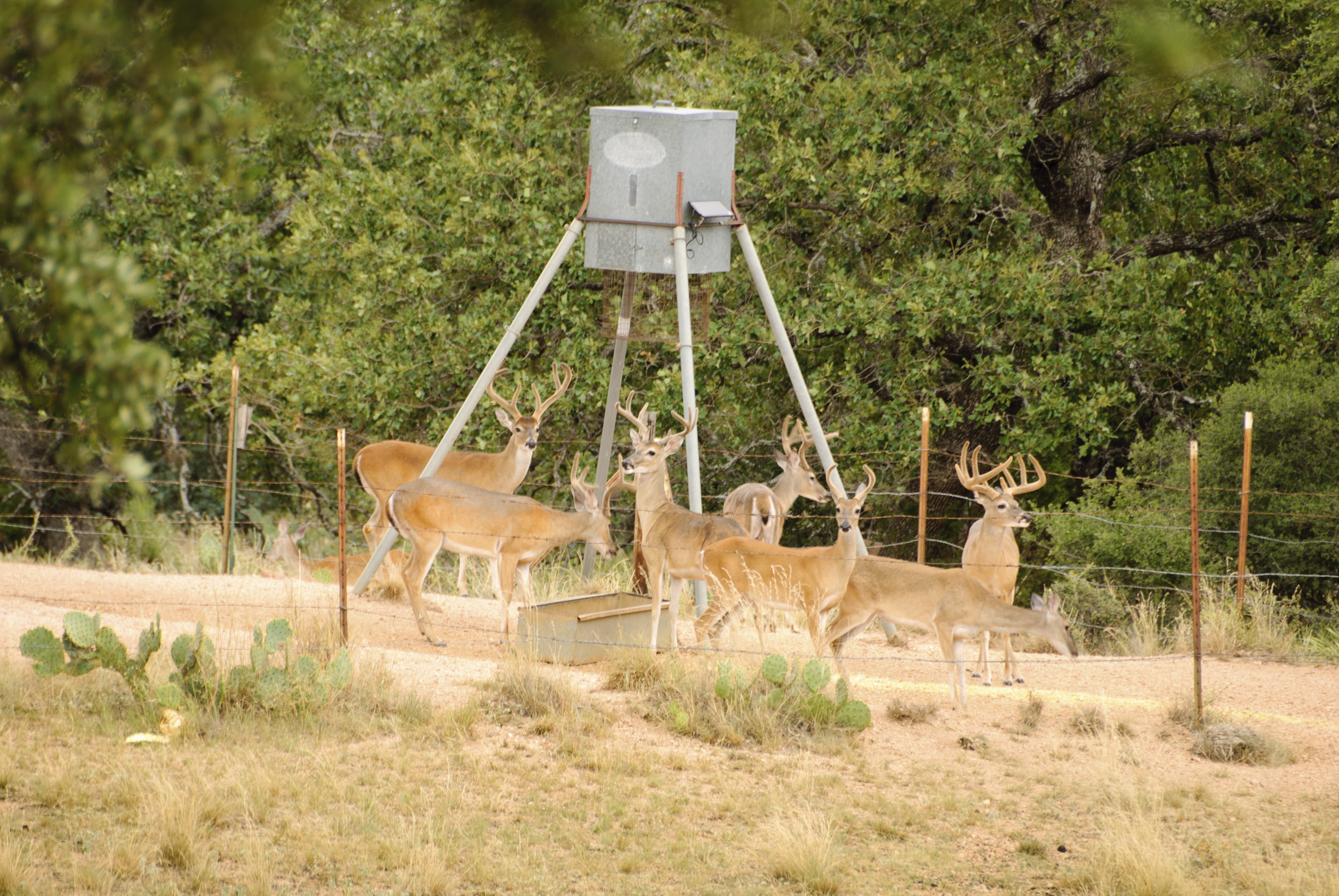 Details about   35-Gallon Gravity Deer Feeder Food Plots Adjustable Animal-Proof Lid Hunting 