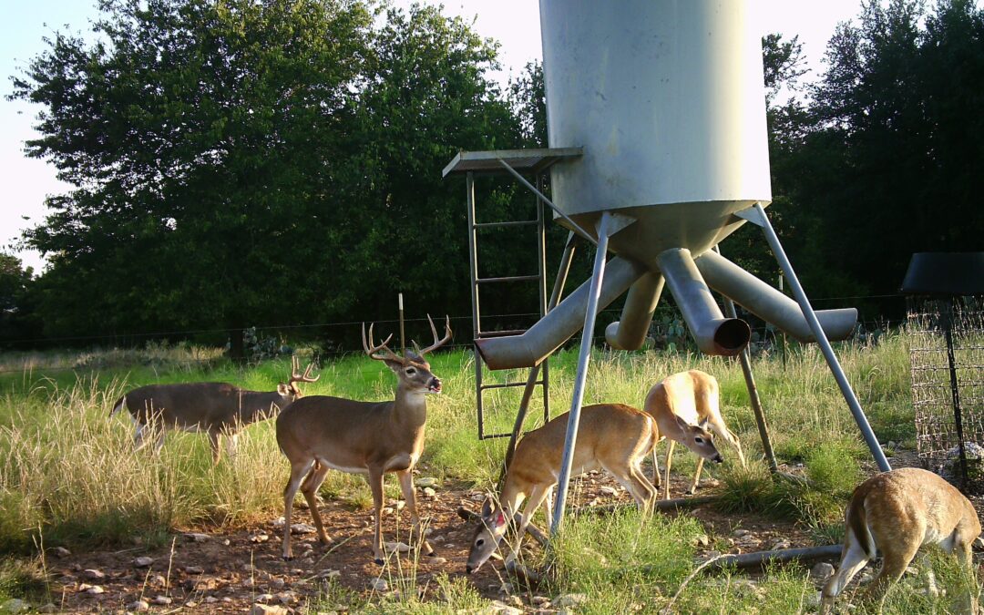 The Basics of Using Deer Feeders