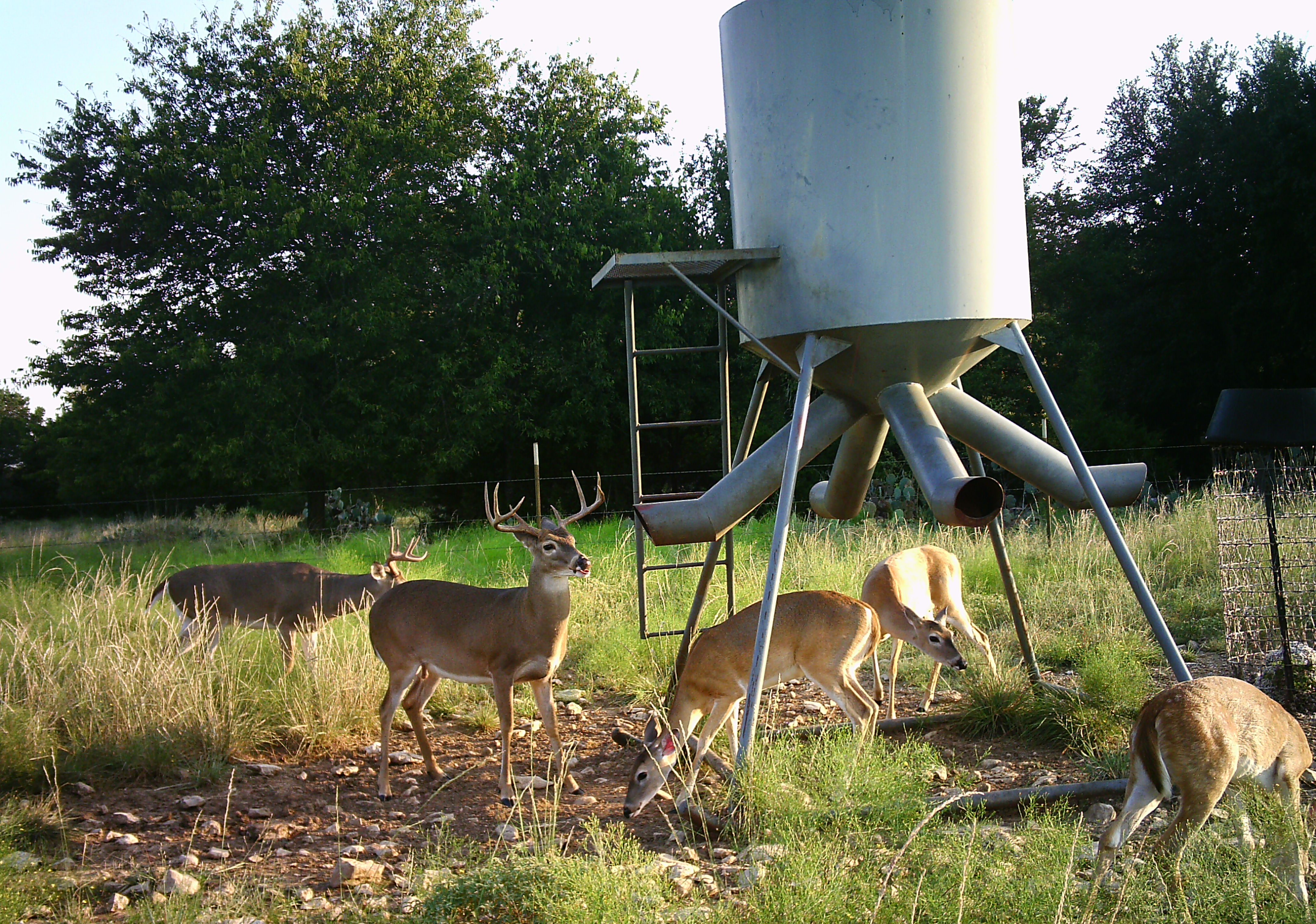 homemade deer feeder varmint guard