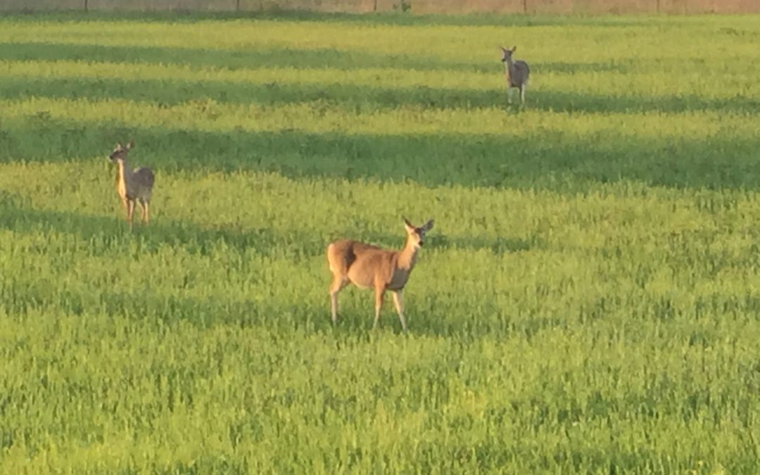 Good birds and an even tougher doe