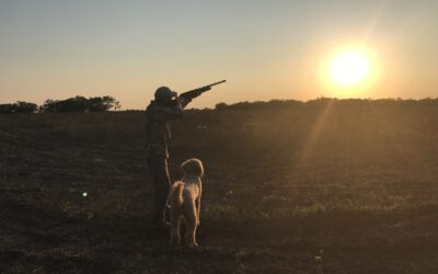 Dove Hunting Tips for the Beginner