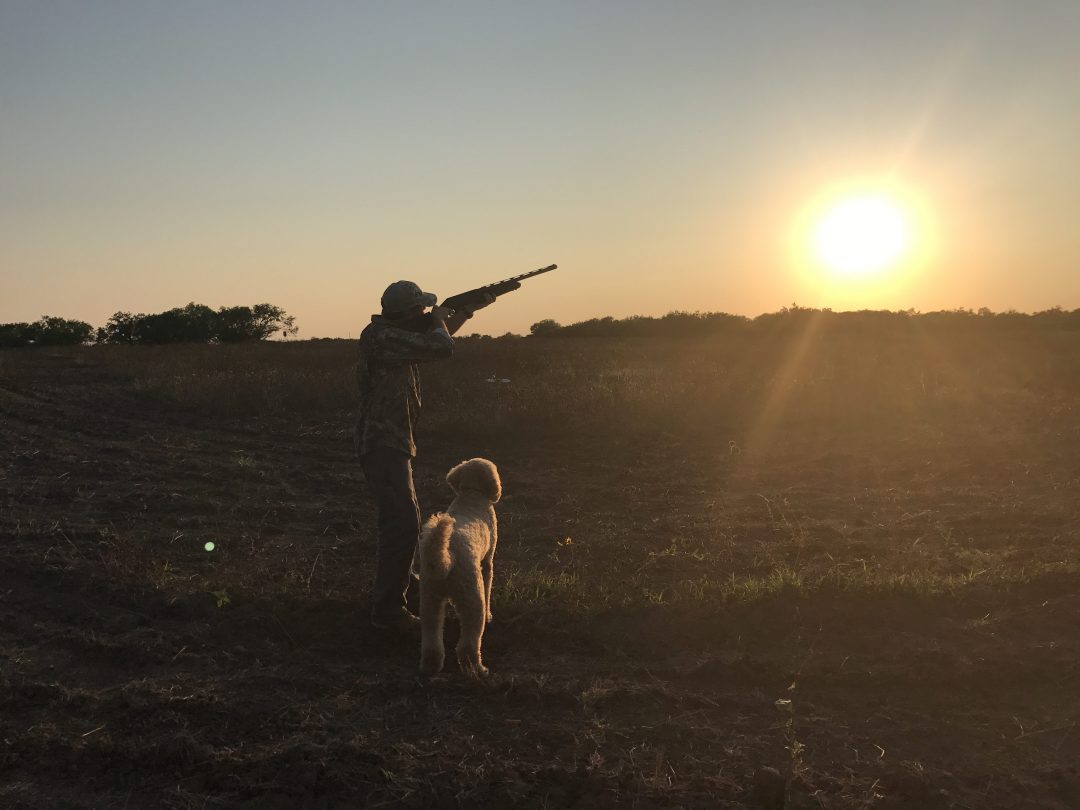 Dove Hunting Tips for the Beginner Feed Bandit