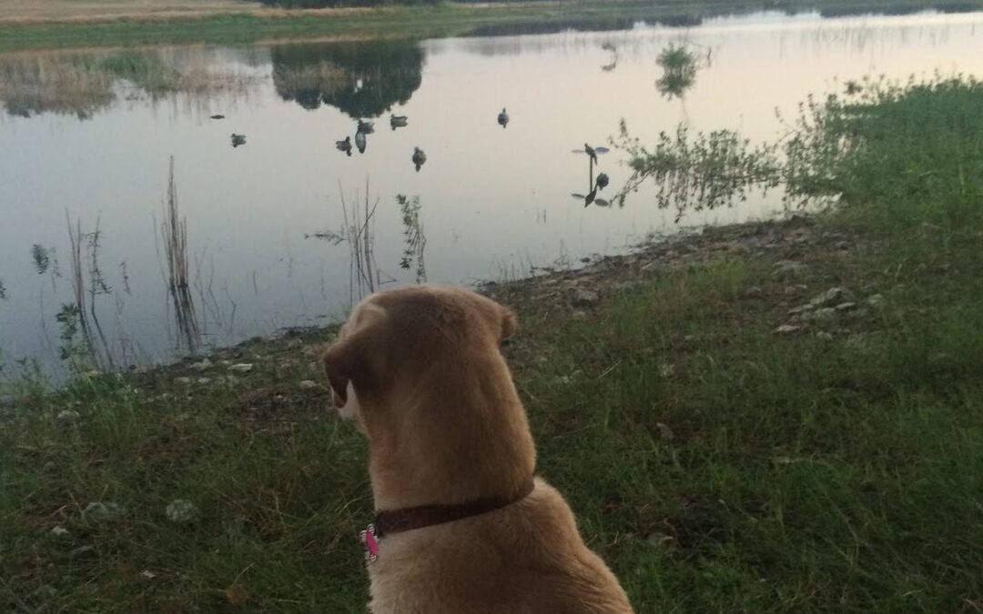 Duck Hunting Tips for the Beginner