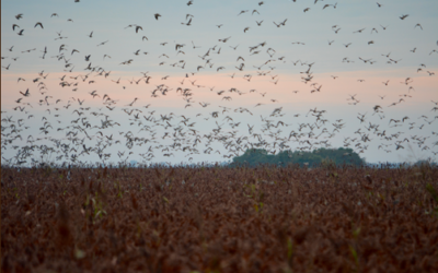 Dove hunting in Argentina