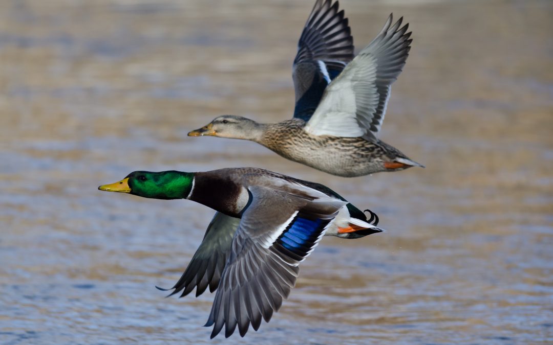 Learning a bit about Waterfowl