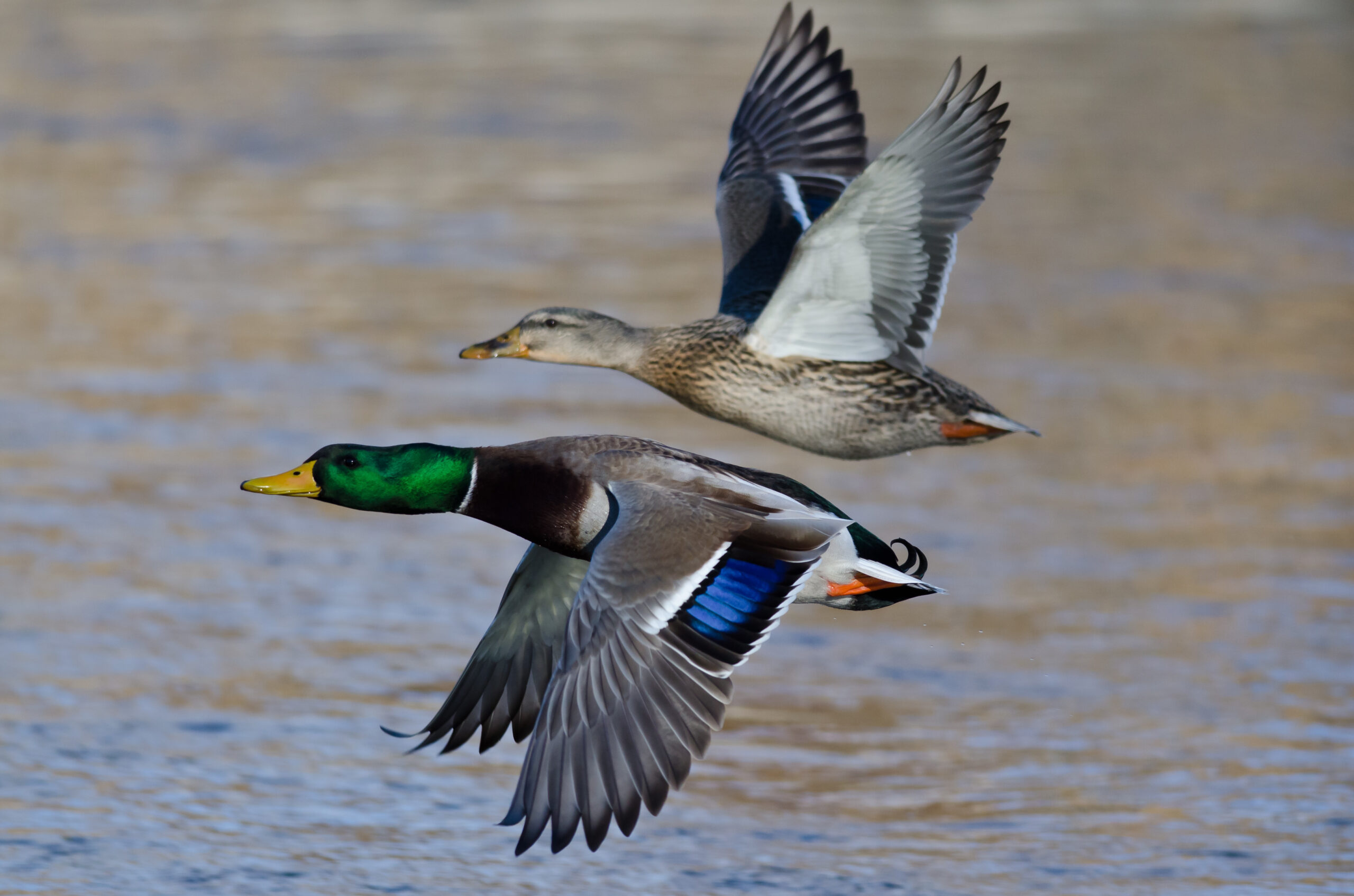 Learning a bit about Waterfowl