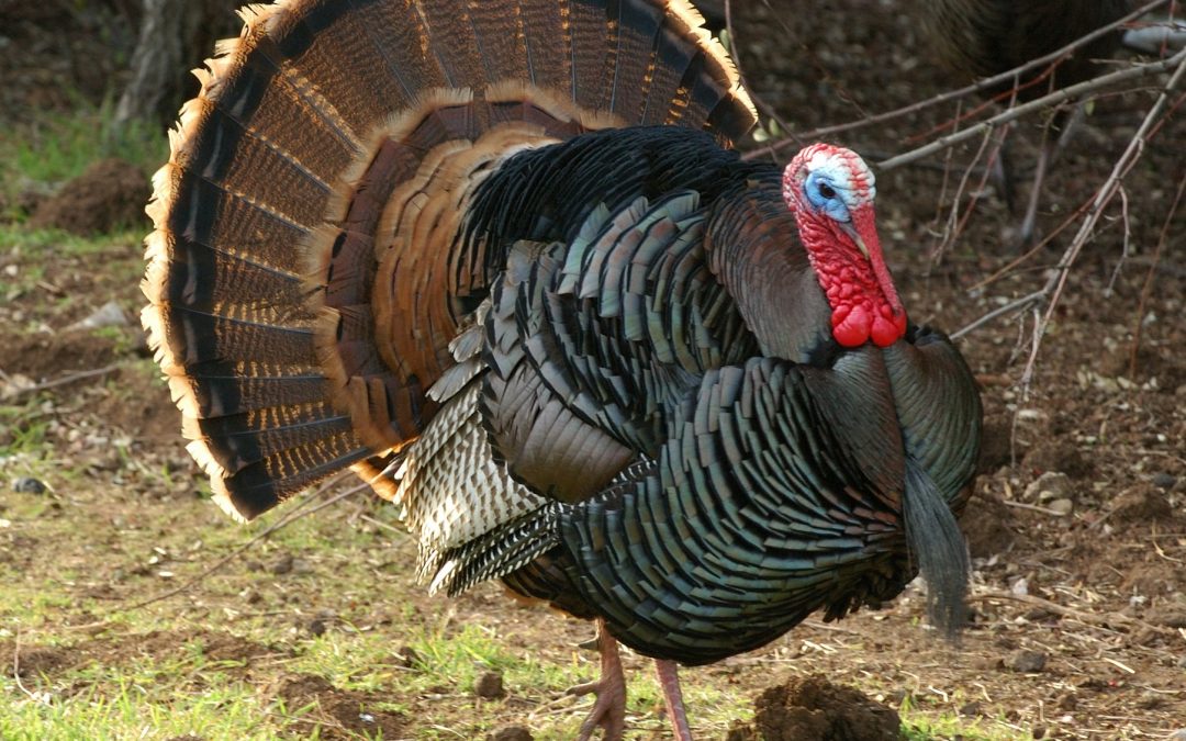 Mapping, road calling, chasing and mid-day turkey hunting