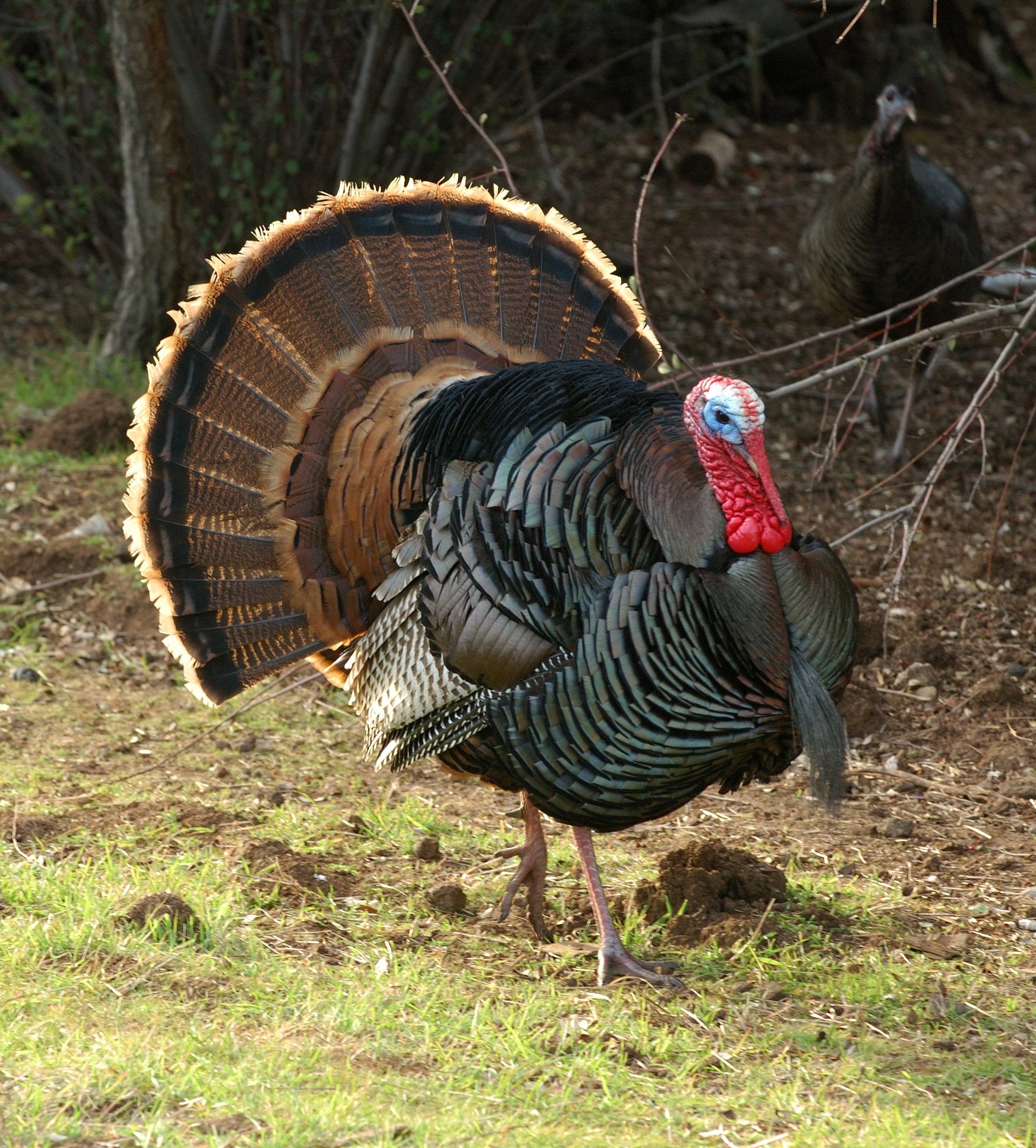 Mapping, road calling, chasing and mid-day turkey hunting