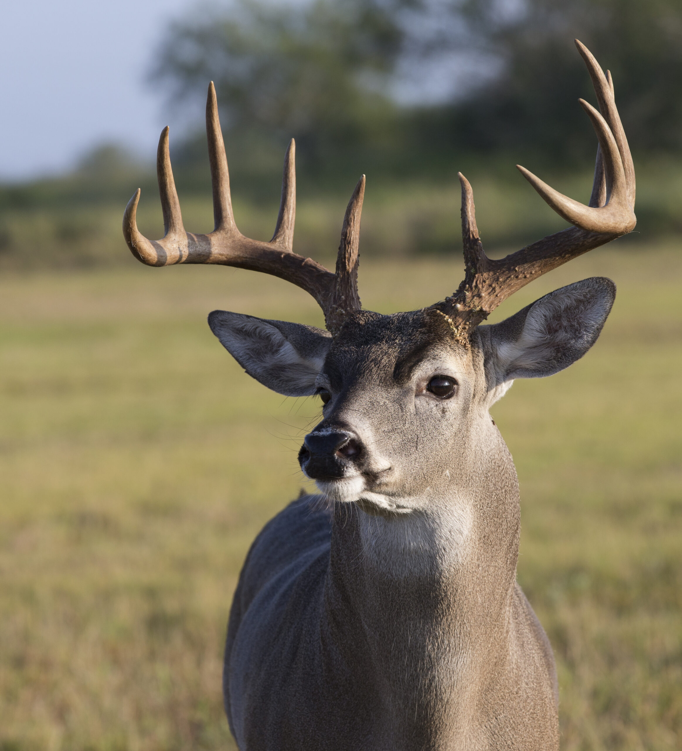 Corn Bandit Consult: Helping a listener improve raw South Texas ranch for hunting