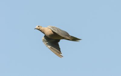 Dove, it’s the most wonderful time of the year!