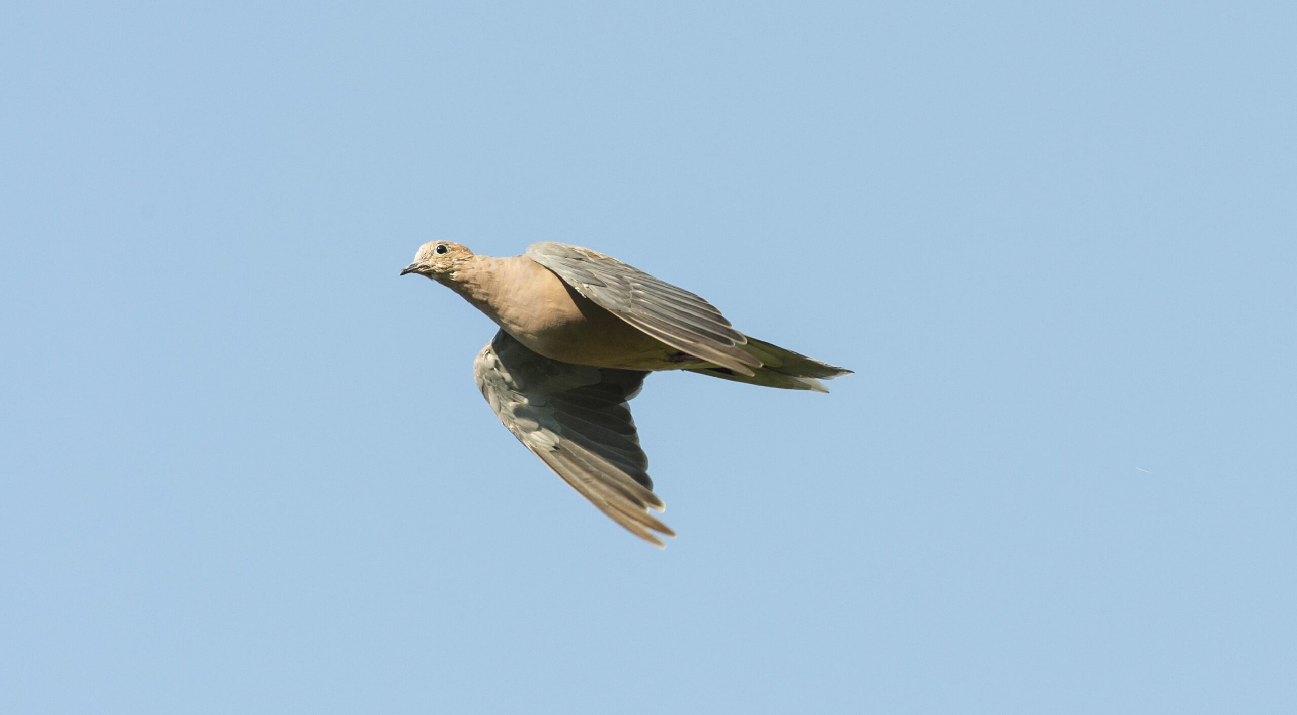 Sky Identification: How to Spot Mourning Doves in Flight