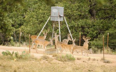 Deer season is here potpourri