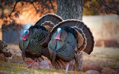 Thunder Chicken season is here!