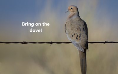 Bring on the dove!