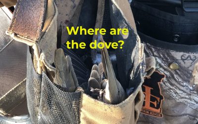 Where are the dove?