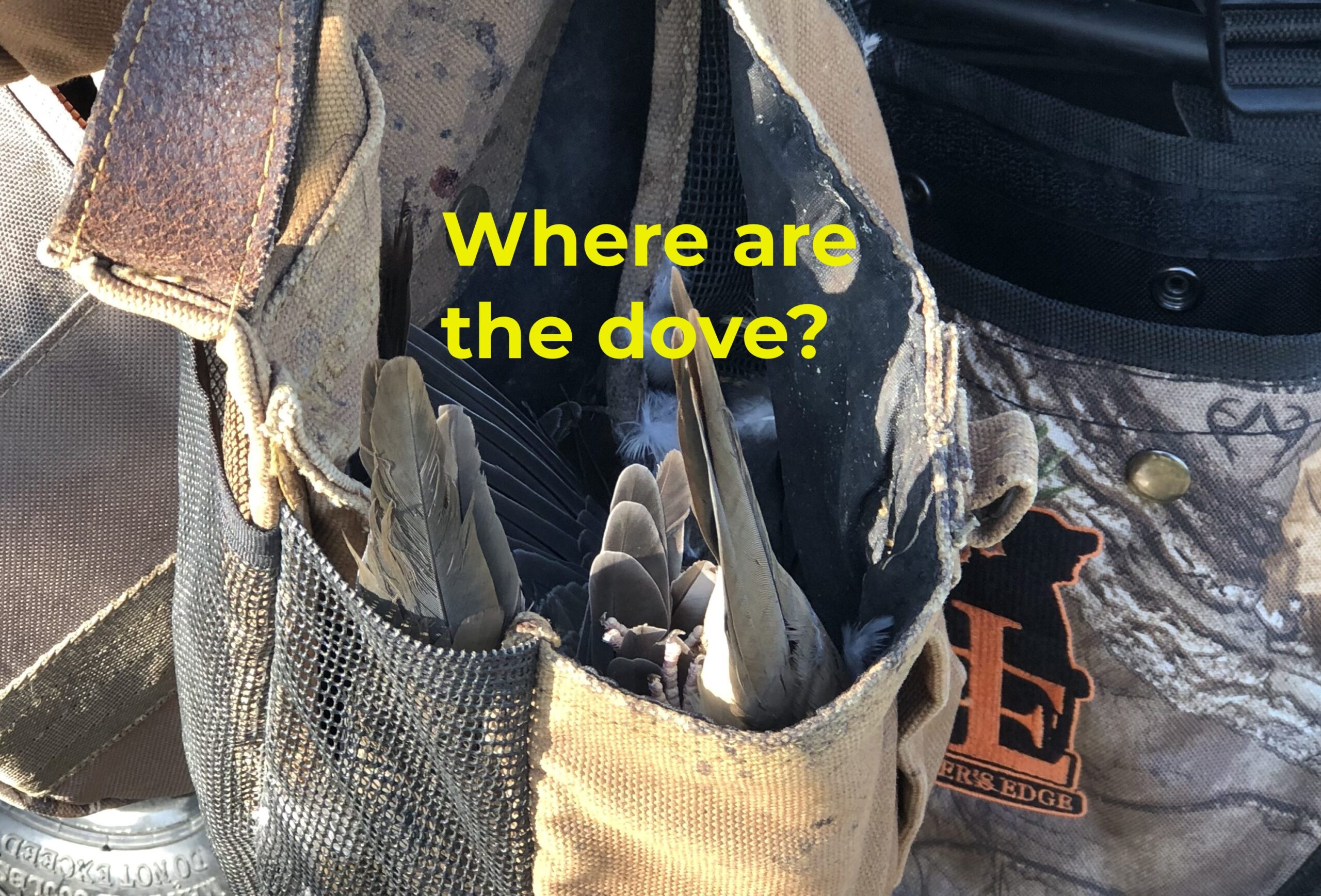 Where are the dove?