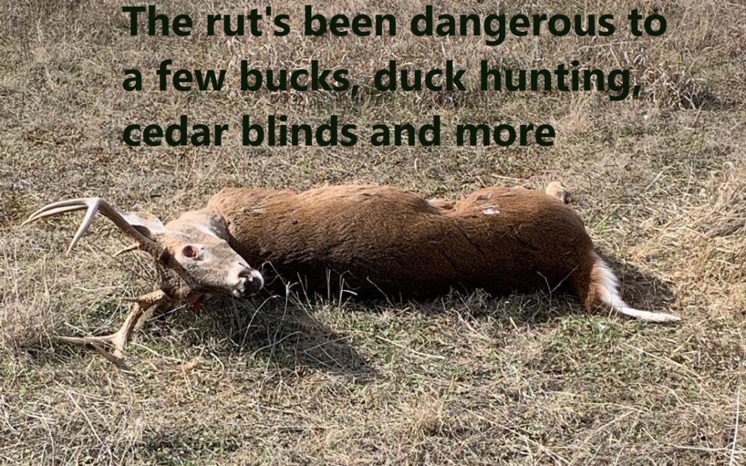 The rut’s been dangerous to a few bucks, duck hunting, cedar blinds and more