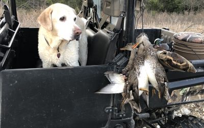 Thanksgiving hooded mergansers, gadwalls and a doe