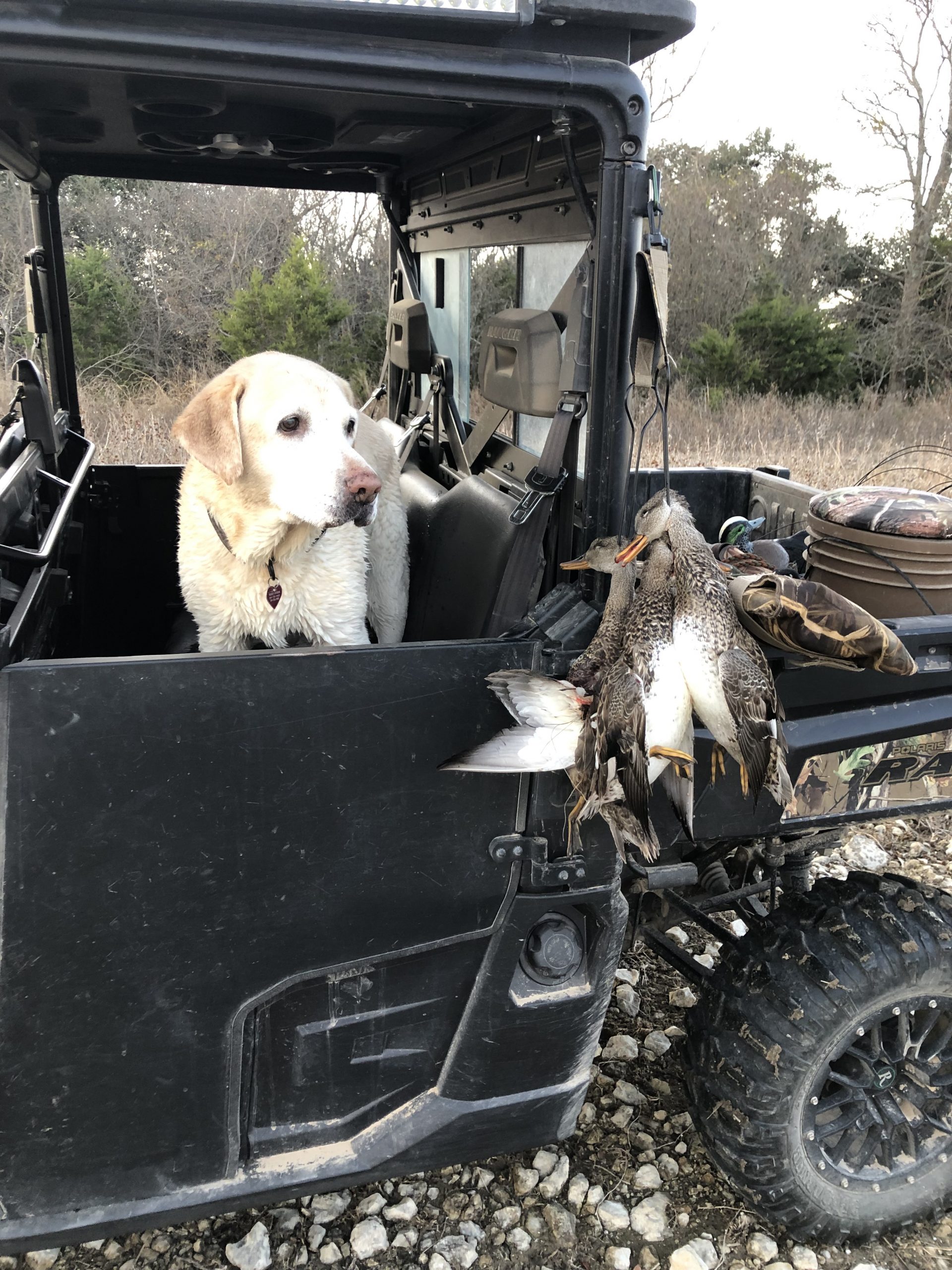 Thanksgiving hooded mergansers, gadwalls and a doe