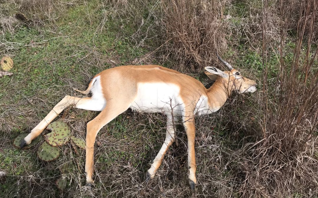 Pasture poodles, deer in transition & Blackbuck antelope