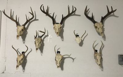Creating your own “Hall of Horns”