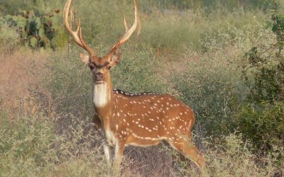 Hunting Controversies – Exotics, good or bad?