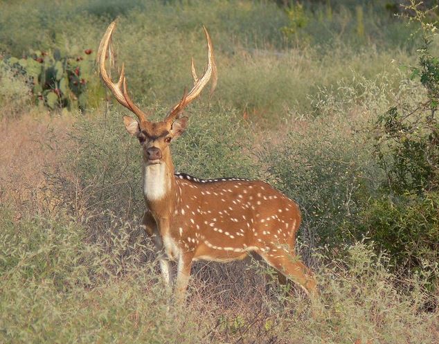 Hunting Controversies – Exotics, good or bad?