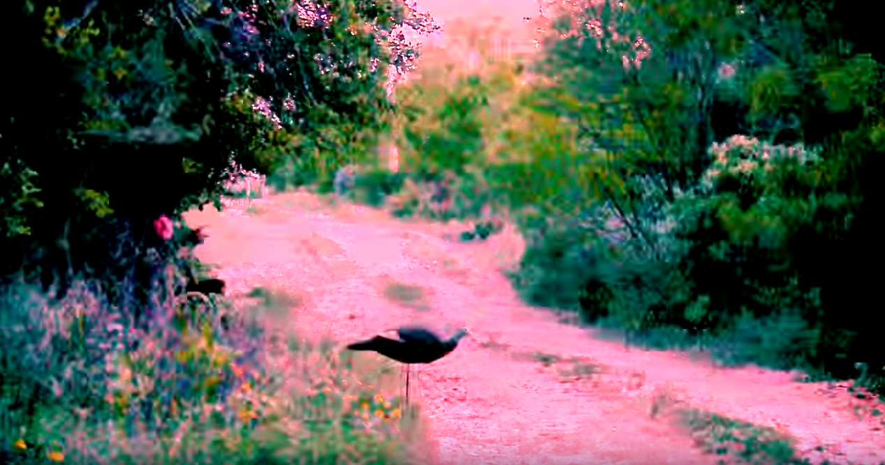 A crazy conclusion to a turkey hunt