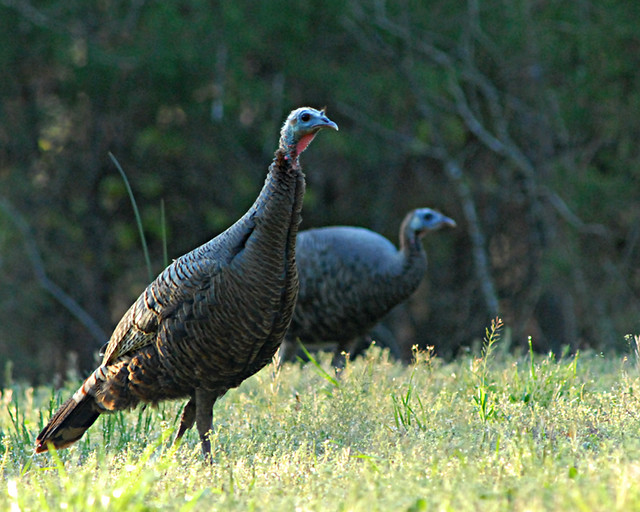 Turkey hunting tips for kids