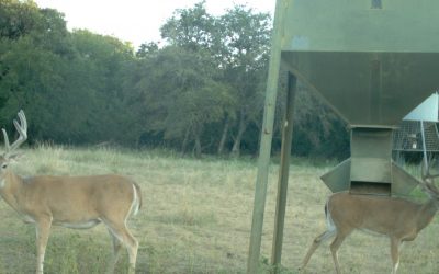 Hunting Controversies: Deer’s favorite protein