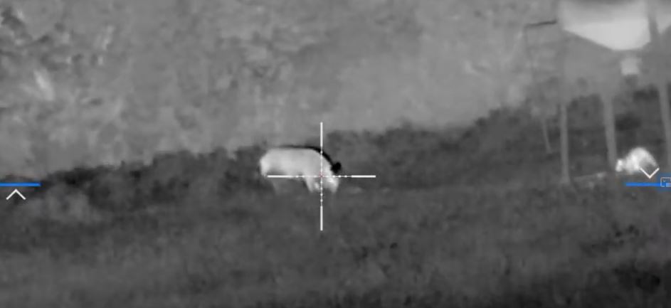 Hunting Controversies: Nighttime pig hunting with night vision & the dreaded “assault rifle”