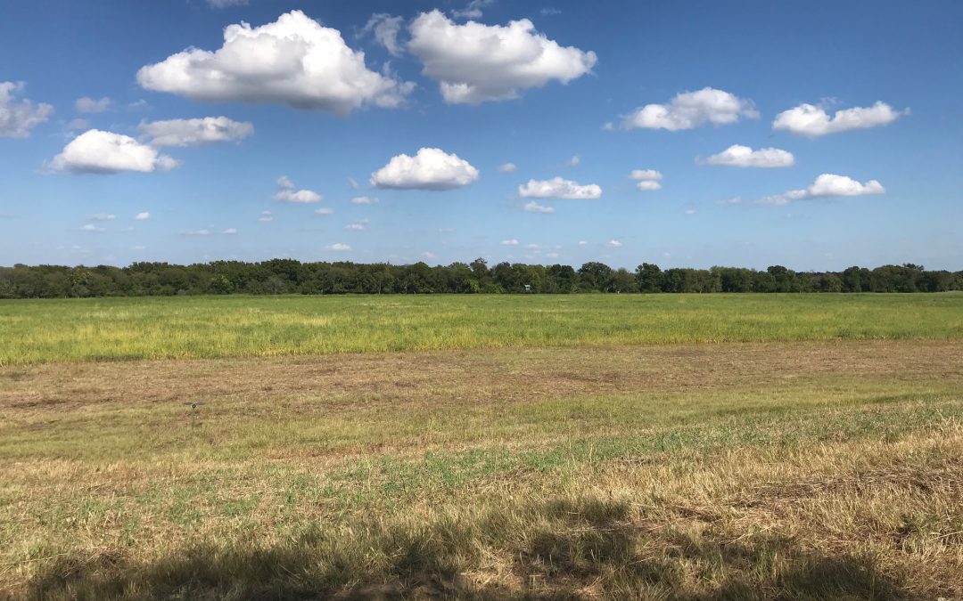 Murphy’s Law, the rains come with dove season in Texas