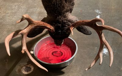 Time to rethink how we care for our venison, pt. 2
