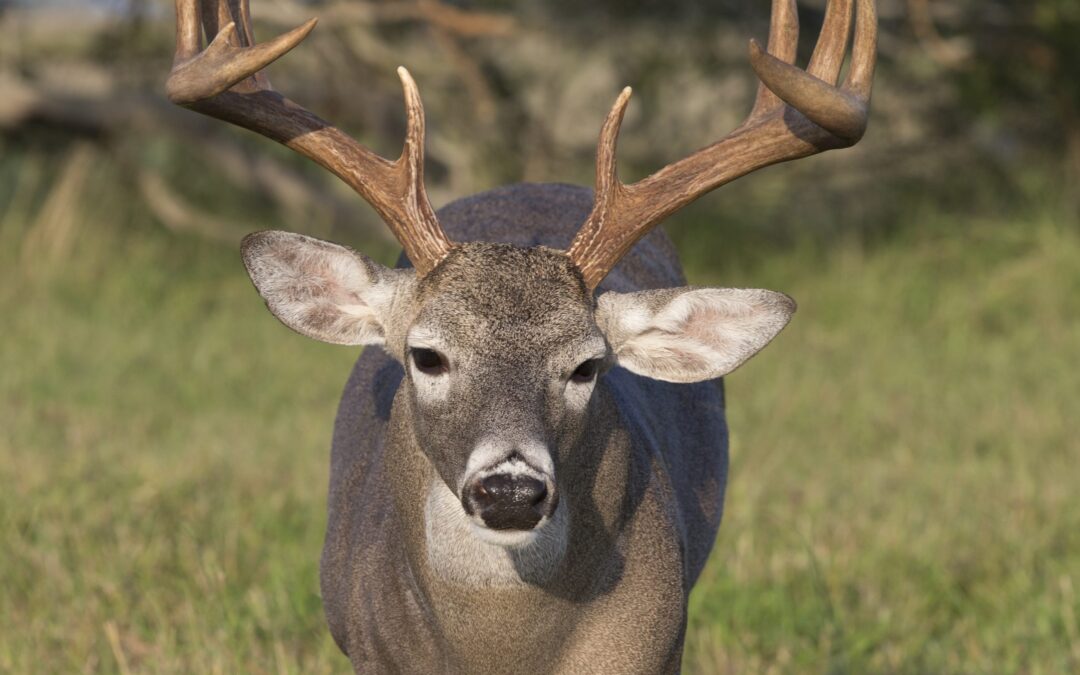 More October dove and deer opening day prep