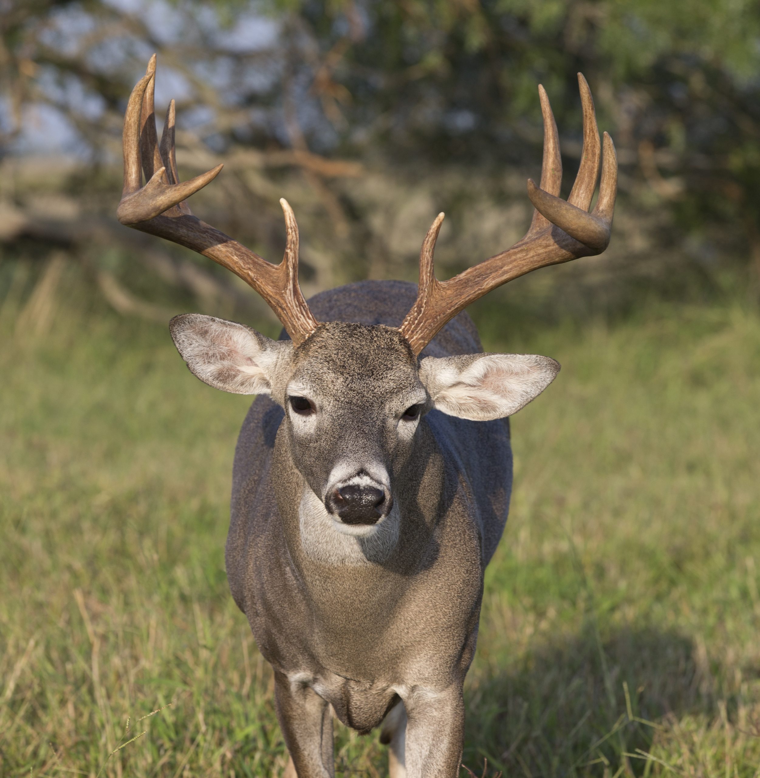 More October dove and deer opening day prep