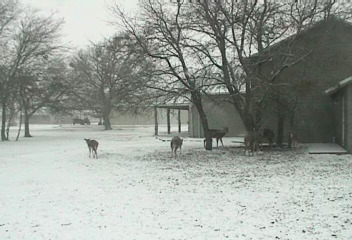 Texas froze, how did the wildlife fare?