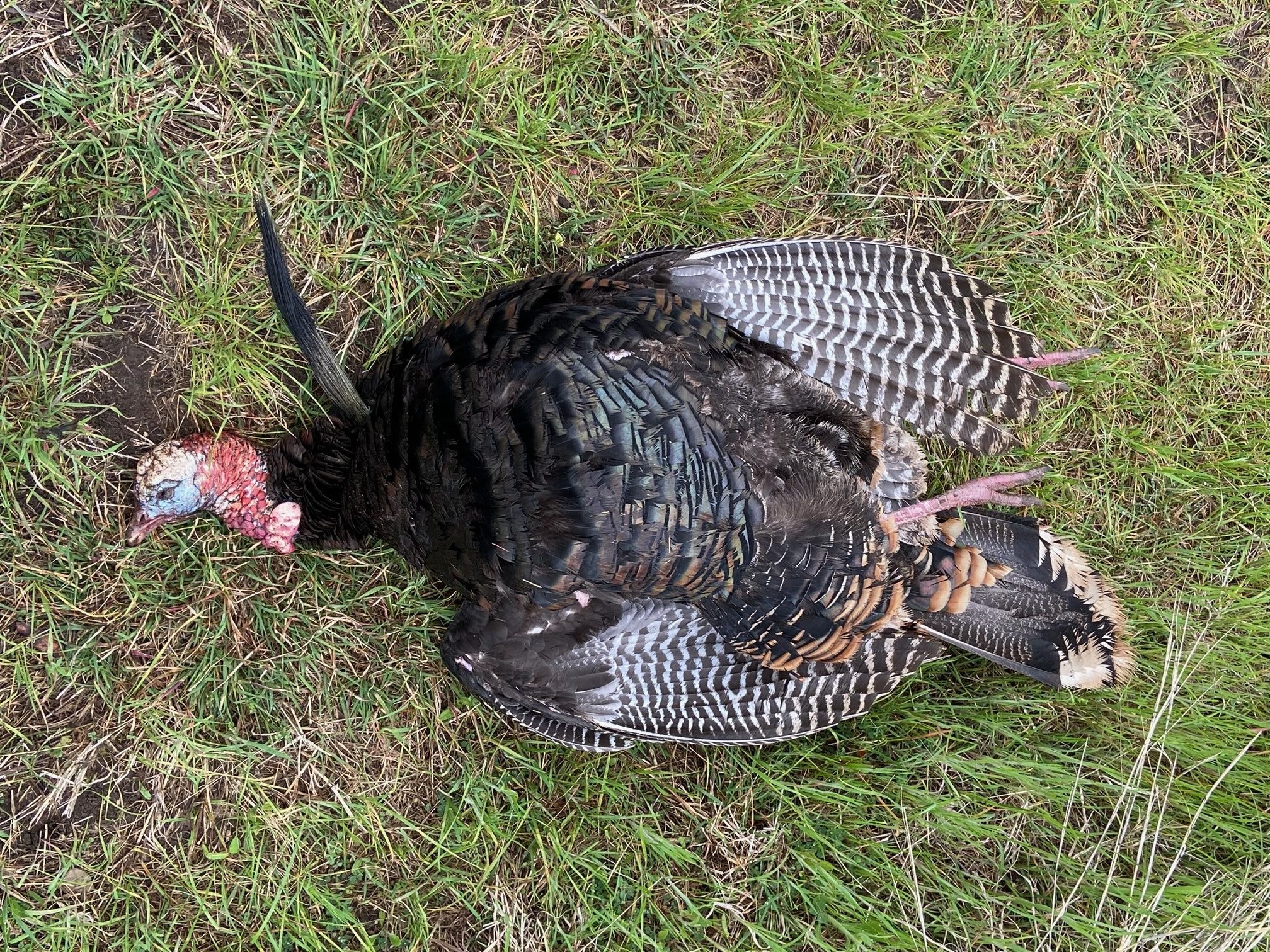 Talkin’ Texas Turkey – Jakes and Decoys