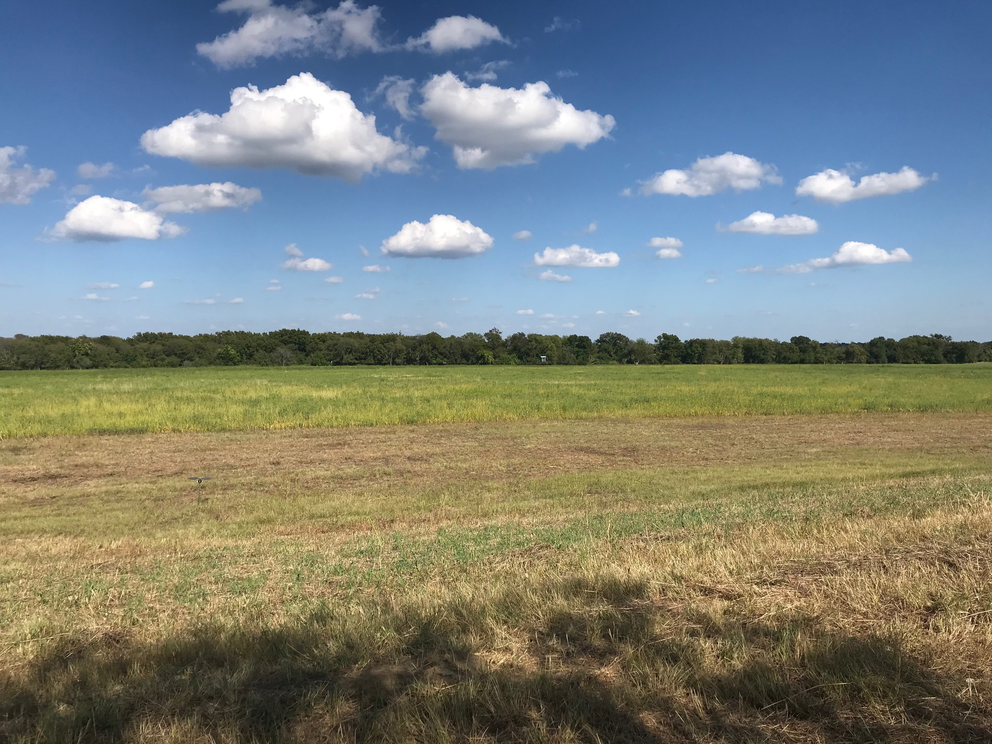 Dove field prep