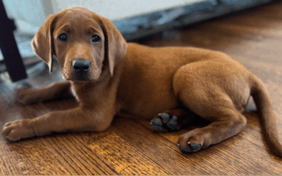 A new bird dog, dove fields and a Hill Country rain