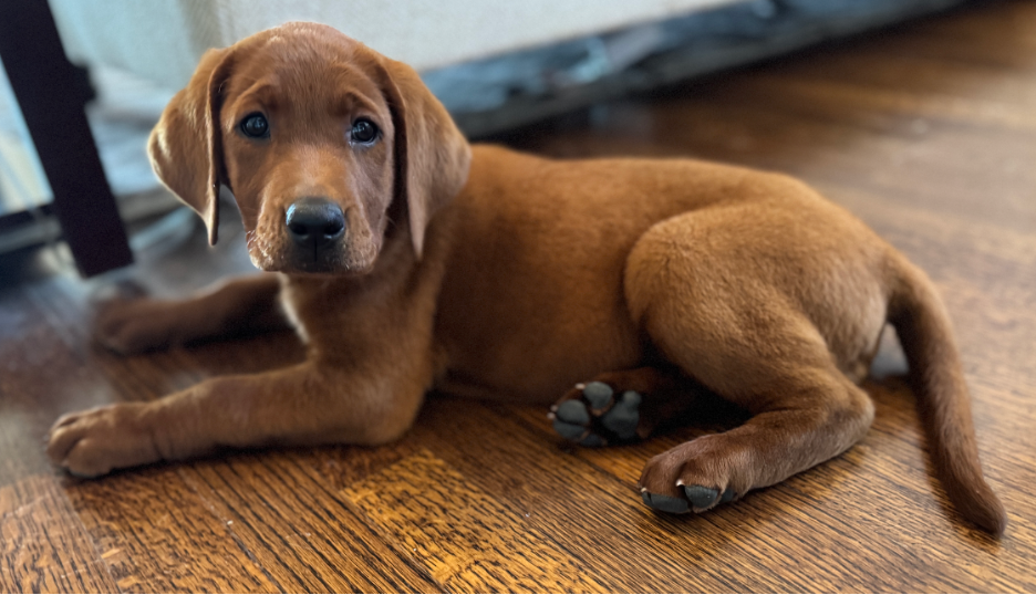A new bird dog, dove fields and a Hill Country rain
