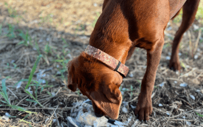 Gun and sound training your dog