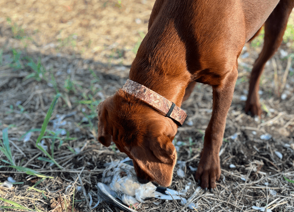 Gun and sound training your dog