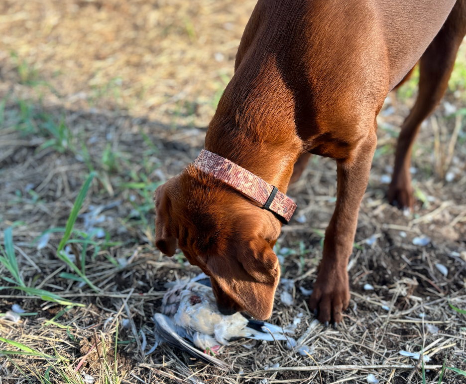 Gun and sound training your dog
