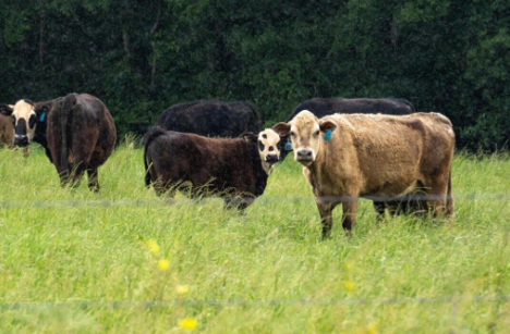 Leave The Swamp: The soaring price of beef