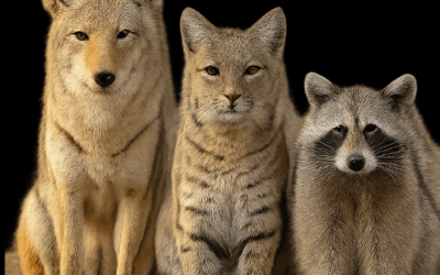 Equipment for calling pasture poodles and other critters