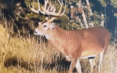 Aging whitetail deer on the hoof
