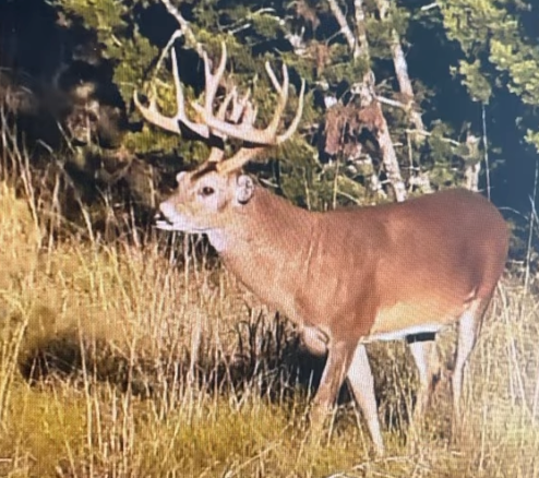 Aging whitetail deer on the hoof